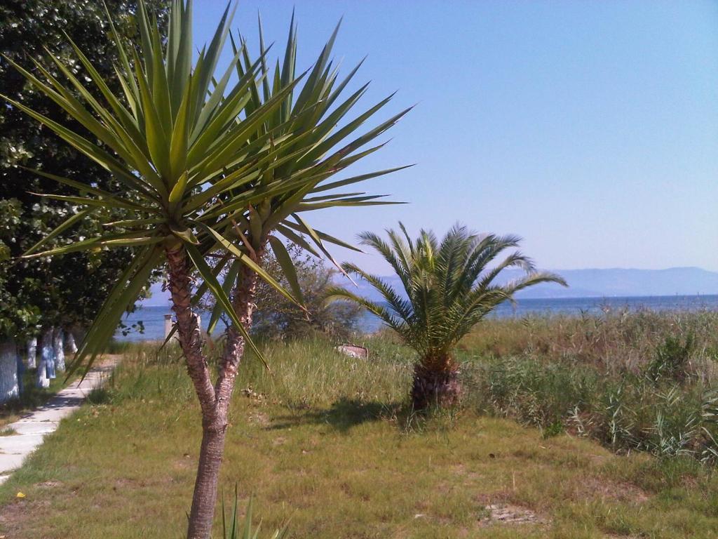 Virginia'S Beachfront Apartments Kavos Ngoại thất bức ảnh